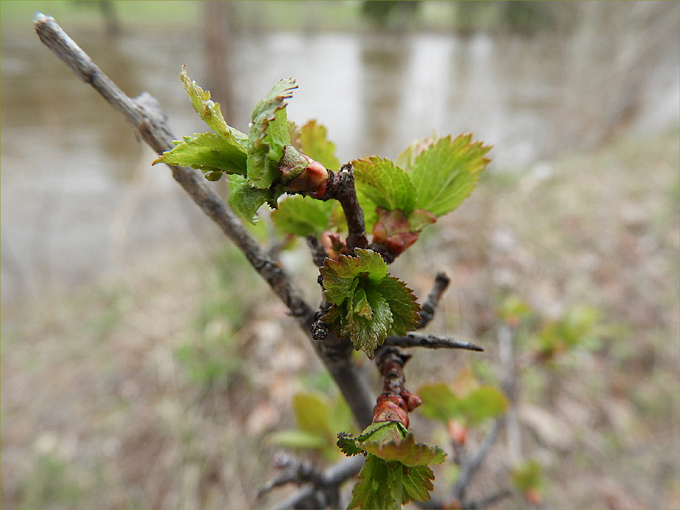Hint of Spring