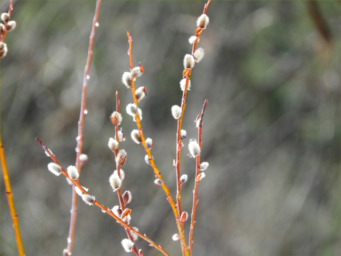 Hint of Spring