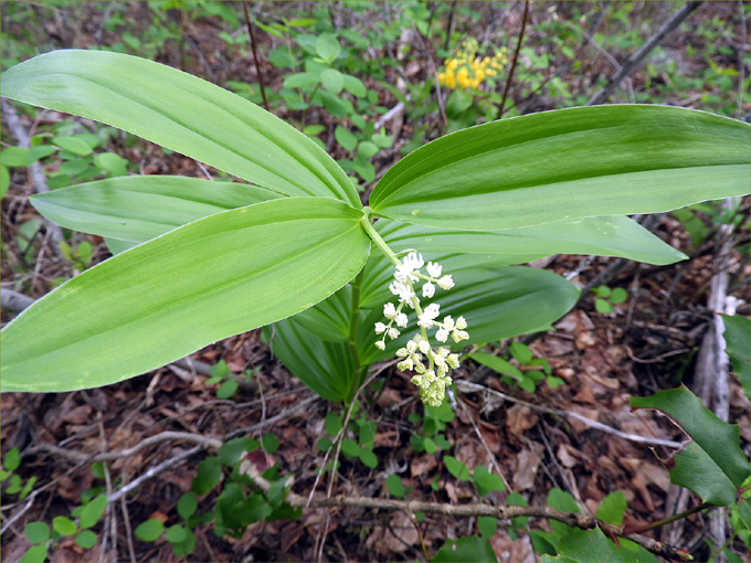 Hint of Spring