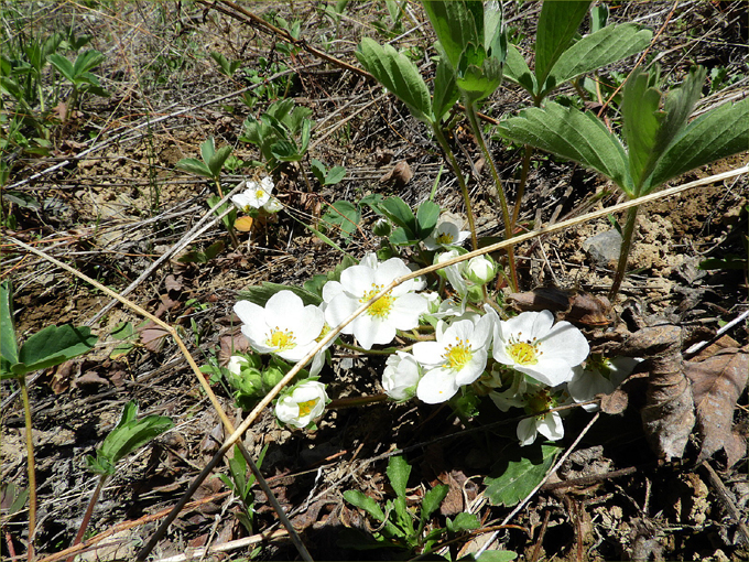 Hint of Spring