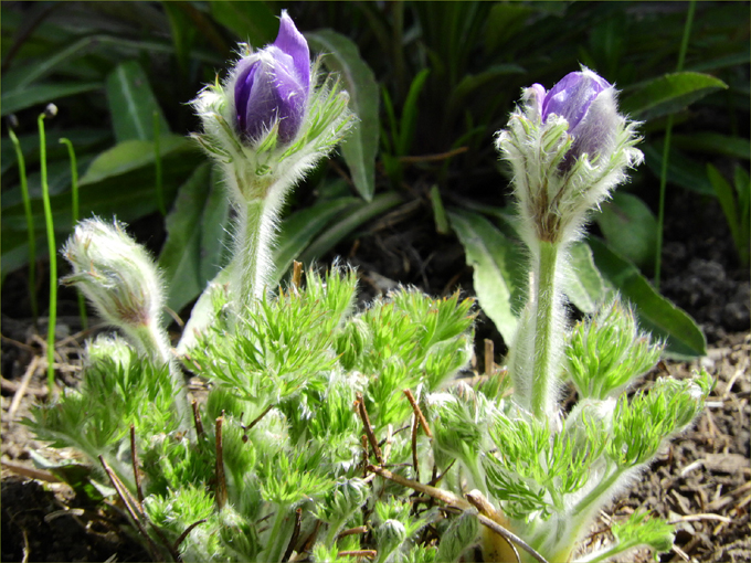 Hint of Spring
