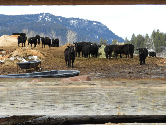 Cox Family Ranch