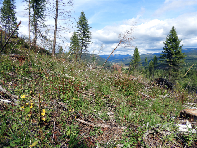 Buckhorn Ridge