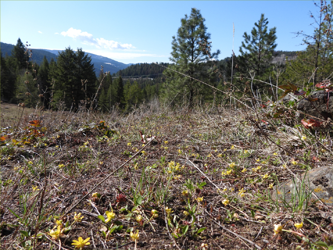 Deer Mountain