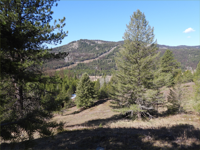 Deer Mountain