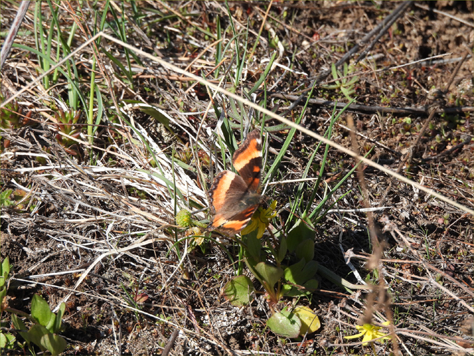 Deer Mountain