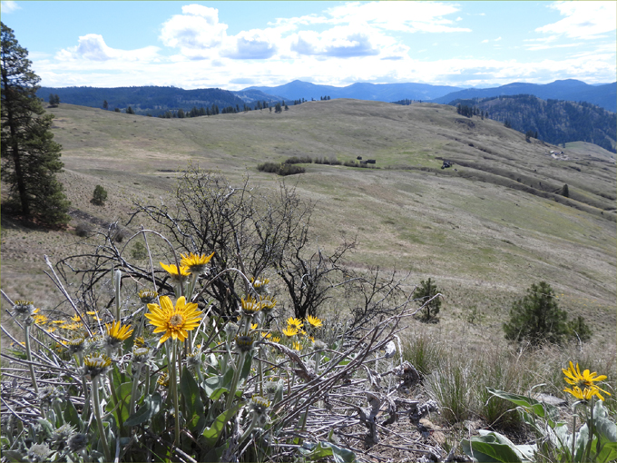 Ingram Mountain